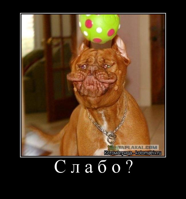 Котоматрица: Слабо?      