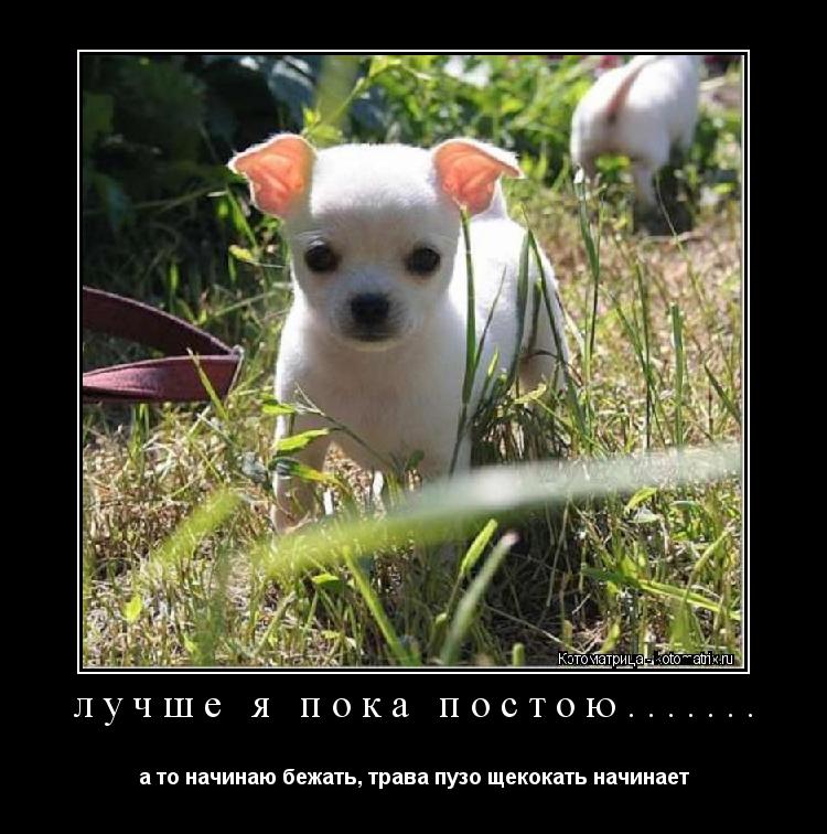 Котоматрица: лучше я пока постою....... а то начинаю бежать, трава пузо щекокать начинает