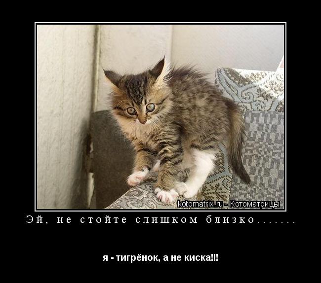 Котоматрица: Эй, не стойте слишком близко....... я - тигрёнок, а не киска!!!