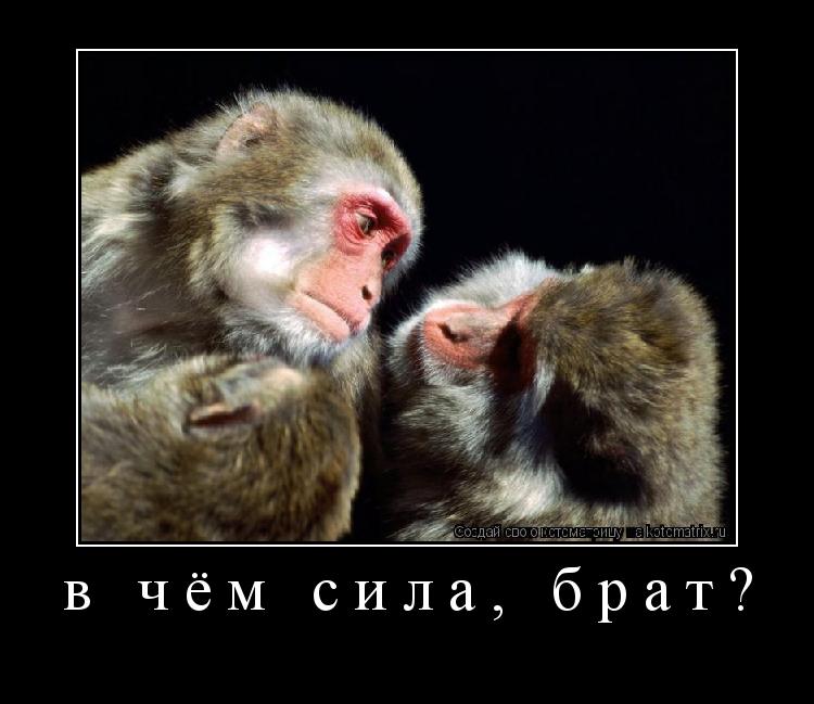 Котоматрица: в чём сила, брат? 