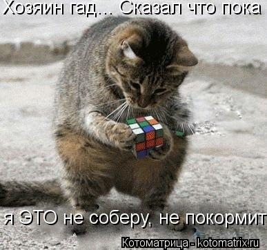 Котоматрица: Хозяин гад... Сказал что пока я ЭТО не соберу, не покормит