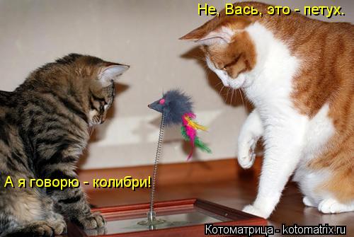 Не, Вась, это - петух. А я говорю - колибри!... Котоматрица: Не, Вась, это - петух. А я говорю - колибри!