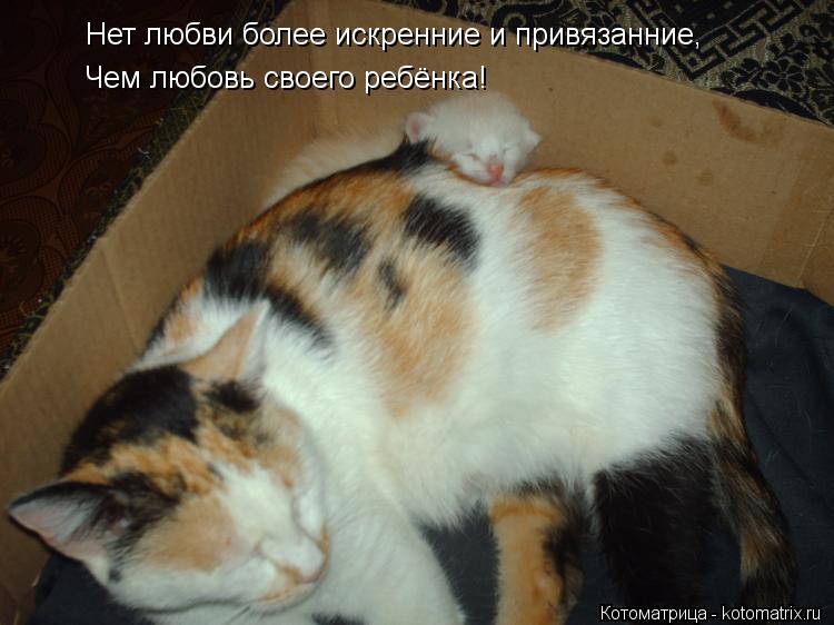 Котоматрица: Нет любви более искренние и привязанние, Чем любовь своего ребёнка!