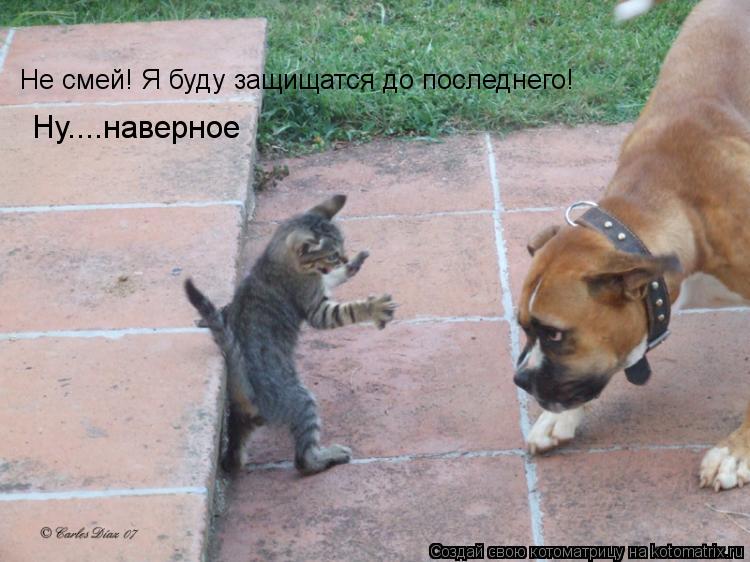 Не смей! Я буду защищатся до последнего! Ну....наверное... Котоматрица: Не смей! Я буду защищатся до последнего! Ну....наверное