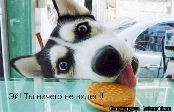 Эй! Ты ничего не видел!!!... Котоматрица: Эй! Ты ничего не видел!!!