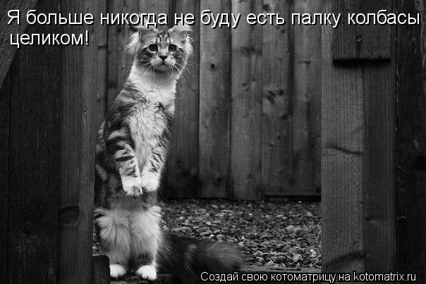 Я больше никогда не буду есть палку колбасы целиком!... Котоматрица: Я больше никогда не буду есть палку колбасы целиком!