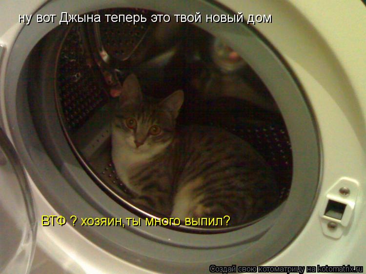 Котоматрица: ну вот Джына теперь это твой новый дом ВТФ ? хозяин,ты много выпил?