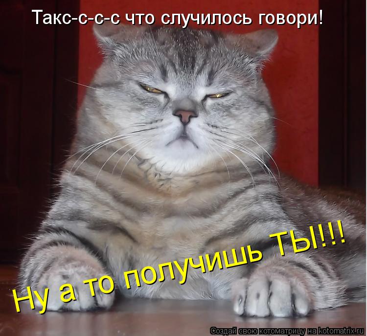 Котоматрица: Такс-с-с-с что случилось говори! Ну а то получишь ТЫ!!!