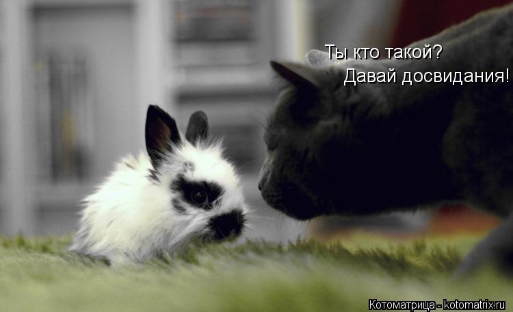 Котоматрица: Ты кто такой? Давай досвидания!