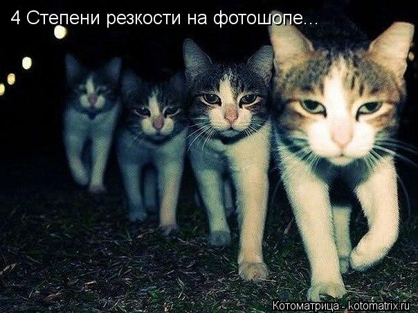 Котоматрица: 4 Степени резкости на фотошопе...