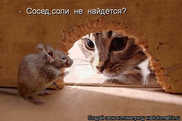 Котоматрица: -  Сосед,соли  не  найдётся? -  Сосед,соли  не  найдётся?
