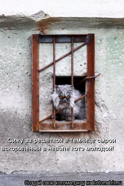 Котоматрица: Сижу за решёткой в темнице сырой вскормлёный в неволе котэ молодой!