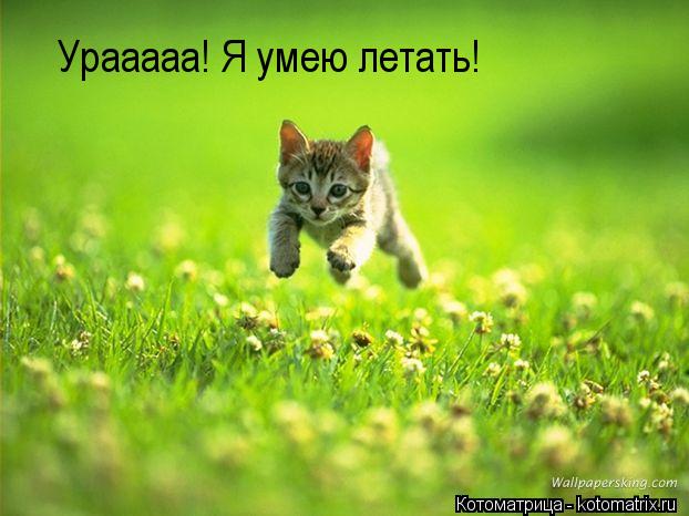 Котоматрица: Урааааа! Я умею летать!