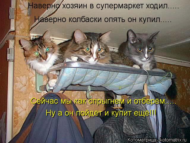 Котоматрица: Наверно хозяин в супермаркет ходил..... Наверно колбаски опять он купил..... Сейчас мы как спрыгнем и отберём..... Ну а он пойдёт и купит ещё!!!