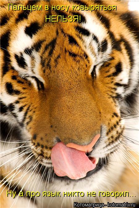 Котоматрица: Пальцем в носу ковыряться  НЕЛЬЗЯ! Ну а про язык никто не говорил...