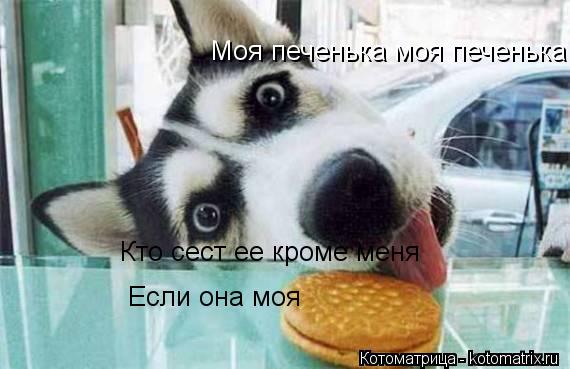 Котоматрица: Моя печенька моя печенька Моя печенька моя печенька Кто сест ее кроме меня Если она моя Если она моя