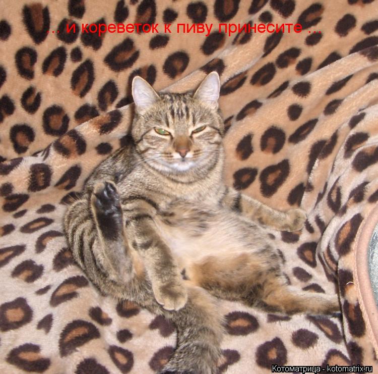 Котоматрица: ... и кореветок к пиву принесите ...