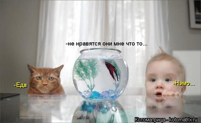 Котоматрица: -не нравятся они мне что то... -Нэмо... -Еда