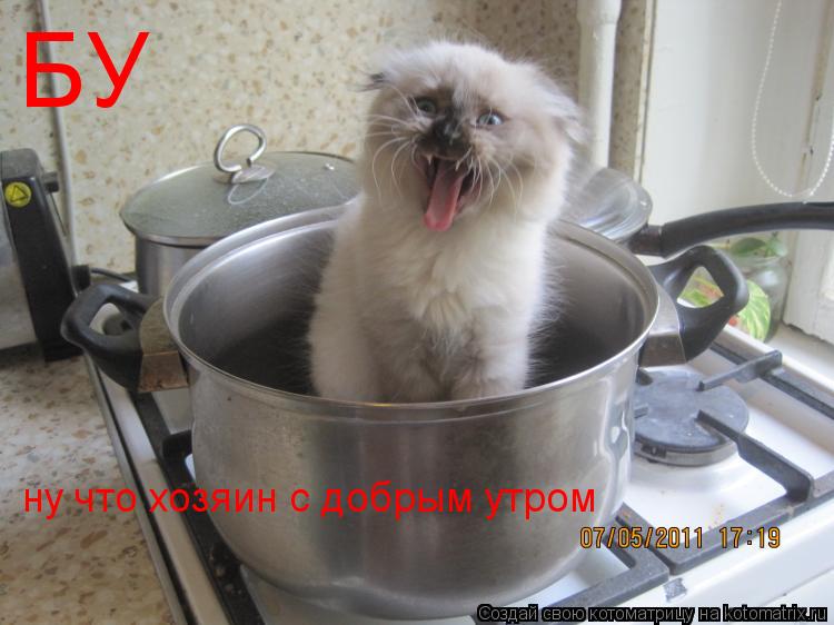 БУ ну что хозяин с добрым утром... Котоматрица: БУ ну что хозяин с добрым утром