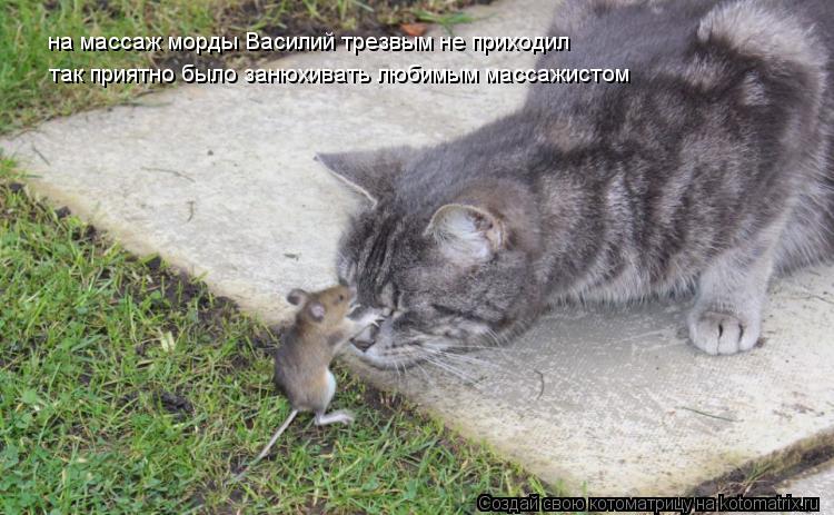 Котоматрица: на массаж морды Василий трезвым не приходил так приятно было занюхивать любимым массажистом