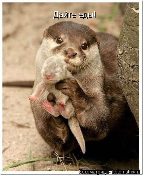 Котоматрица: Дайте еды!