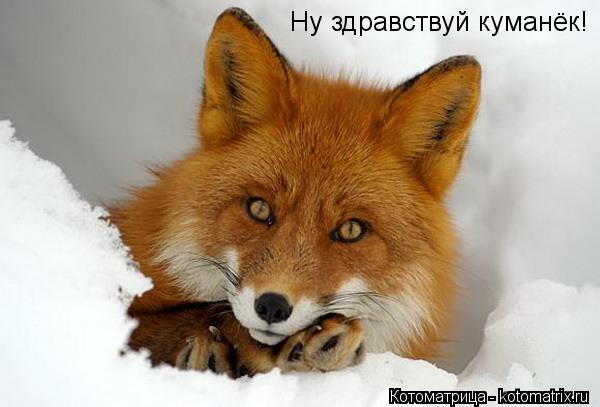 Ну здравствуй куманёк!... Котоматрица: Ну здравствуй куманёк!
