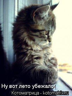 Котоматрица: Ну вот лето убежало(