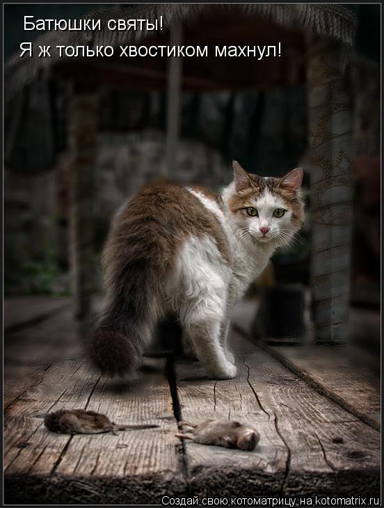 Батюшки святы! Я ж только хвостиком махнул!... Котоматрица: Батюшки святы! Я ж только хвостиком махнул!