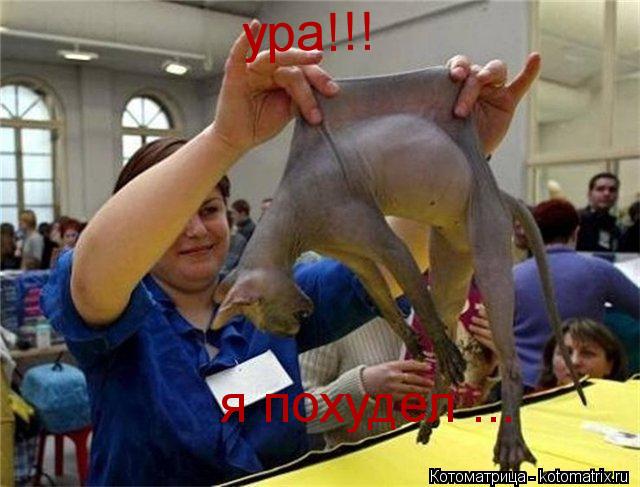 Котоматрица: я похудел ... ура!!!