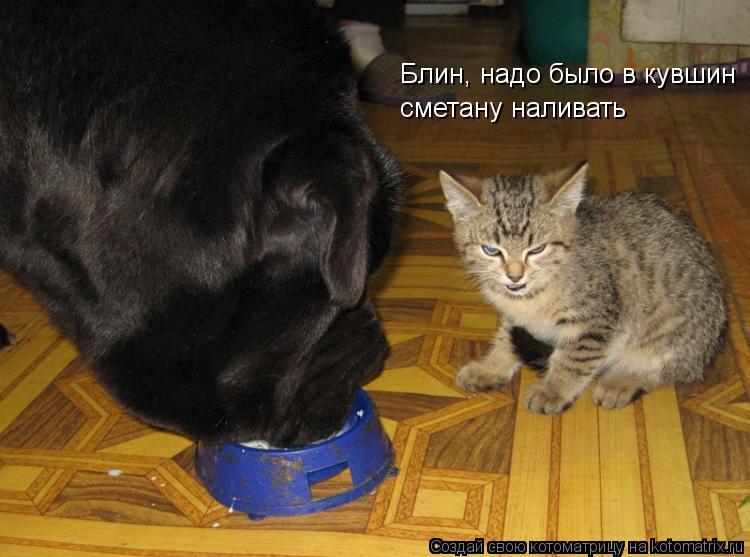 Блин, надо было в кувшин сметану наливать... Котоматрица: Блин, надо было в кувшин сметану наливать