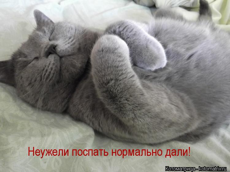 Котоматрица: Неужели поспать нормально дали!