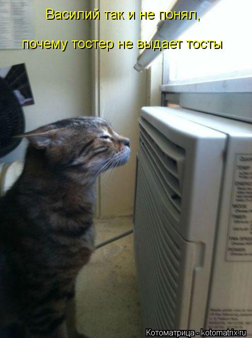 Котоматрица: Василий так и не понял, почему тостер не выдает тосты
