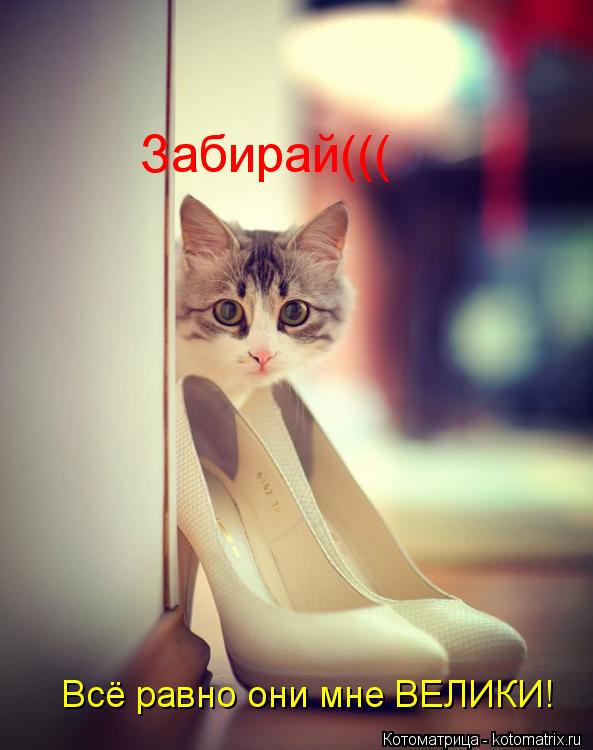 Котоматрица: Забирай((( Всё равно они мне ВЕЛИКИ!