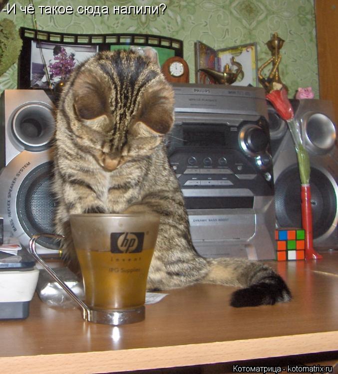 Котоматрица: -И чё такое сюда налили?