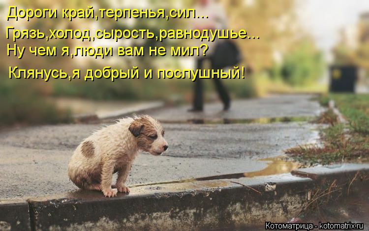 Дороги край,терпенья,сил... Ну чем я,люди вам не мил? Грязь,холод,сырость,равнодушье... Клянусь,я доб... Котоматрица: Дороги край,терпенья,сил... Ну чем я,люди вам не мил? Грязь,холод,сырость,равнодушье... Клянусь,я добрый и послушный!