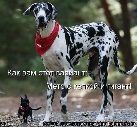 Котоматрица: Как вам этот вариант: Метр с кепкой и гигант!