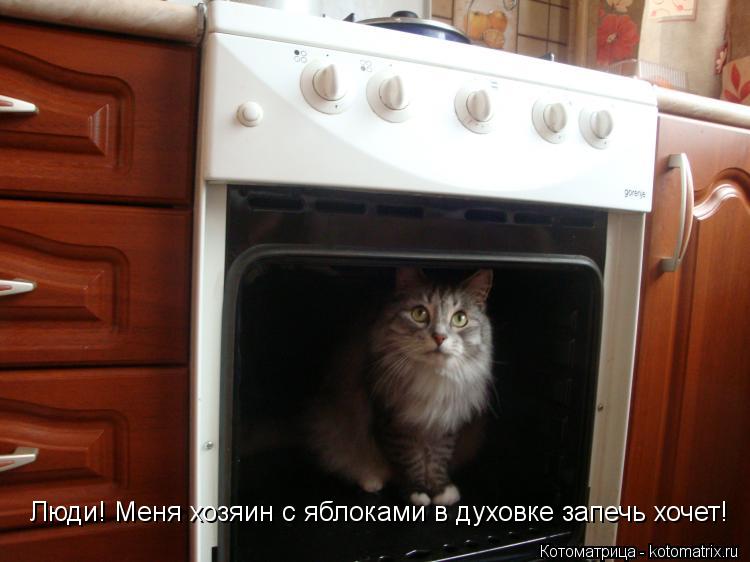 Котоматрица: Люди! Меня хозяин с яблоками в духовке запечь хочет!
