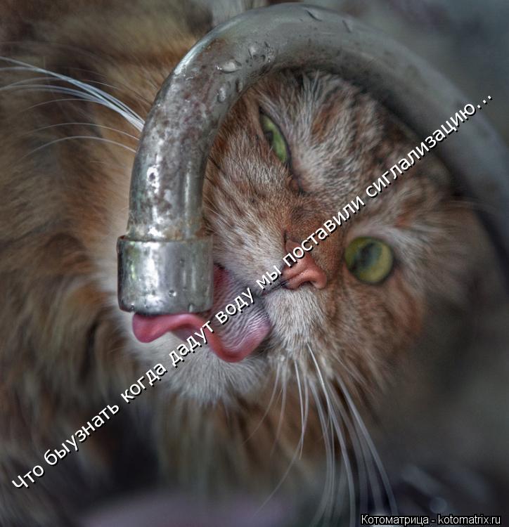 Котоматрица: Что быузнать когда дадут воду мы поставили сиглализацию...