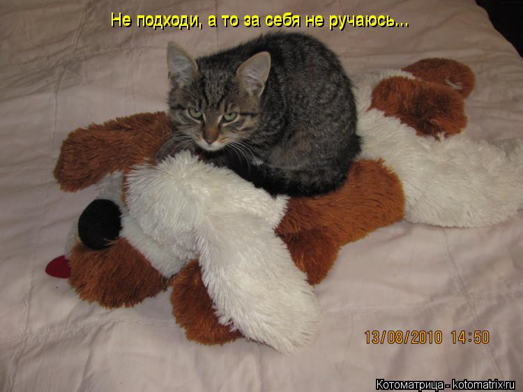 Котоматрица: Не подходи, а то за себя не ручаюсь... Не подходи, а то за себя не ручаюсь...