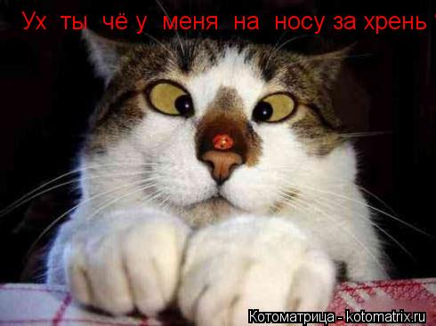 Котоматрица: Ух  ты  чё у  меня  на  носу за хрень ?