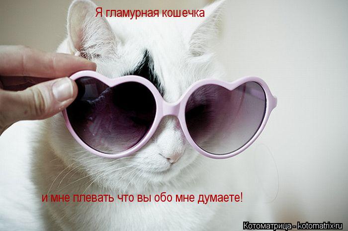 Я гламурная кошечка и мне плевать что вы обо мне думаете!... Котоматрица: Я гламурная кошечка и мне плевать что вы обо мне думаете!