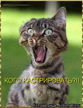 Котоматрица: КОГО КАСТРИРОВАТЬ?!!