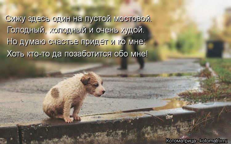 Котоматрица: Голодный, холодный и очень худой. Но думаю счастье придёт и ко мне: Хоть кто-то да позаботится обо мне! Сижу здесь один на пустой мостовой.