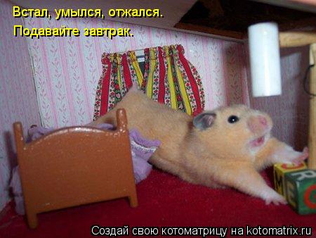 Котоматрица: Встал, умылся, отжался. Подавайте завтрак.