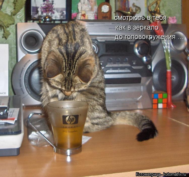 Котоматрица: смотрюсь в тебя как в зеркало до головокружения ...