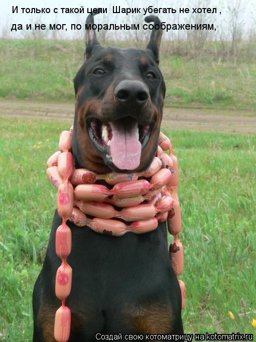 Котоматрица: И только с такой цепи  Шарик убегать не хотел ,  да и не мог, по моральным соображениям,