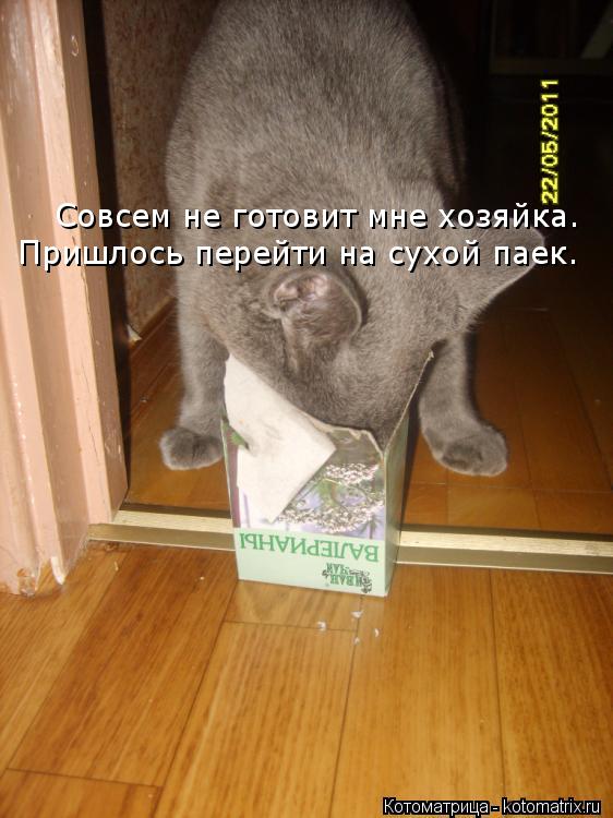 Котоматрица: Совсем не готовит мне хозяйка. Пришлось перейти на сухой паек.