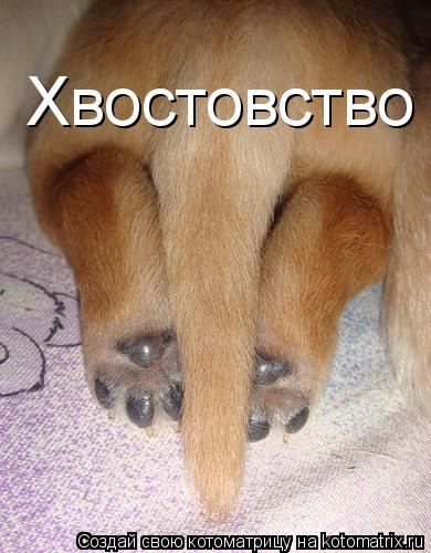 Котоматрица: Хвостовство