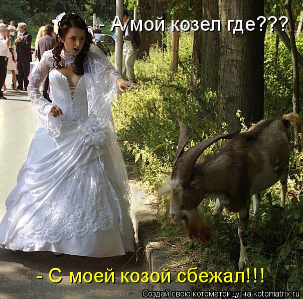 - А мой козел где??? - С моей козой сбежал!!!... Котоматрица: - А мой козел где??? - С моей козой сбежал!!!