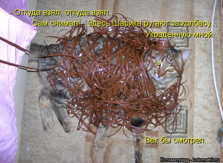 Котоматрица: - Откуда взял, откуда взял... Сам снимал!.. Здесь Шарика ругают за колбасу... Век бы смотрел... Украденную мной..
